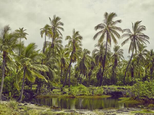 Image Livre Till I Collapse Jan Frodeno | Divers /// Triathlon Store